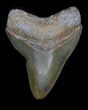Fossil Megalodon Tooth - Georgia #32673-1